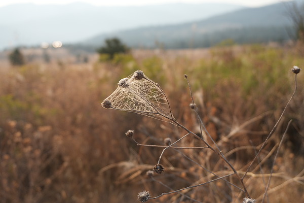 لنز Sony FE 35mm F1.4 GM