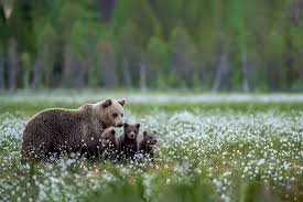 مقایسه بهترین لنزهای OSS برای سفر و طبیعت‌گردی