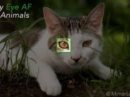 عملکرد سیستم فوکوس چشمی (Eye AF) در ثبت پرترههای دقیق